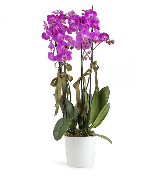 Lila Orkide 