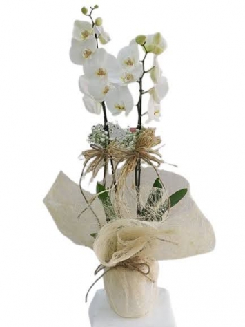 beyaz çiftdal orkide